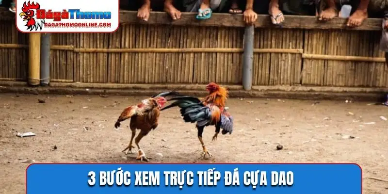 3 bước xem trực tiếp đá cựa dao