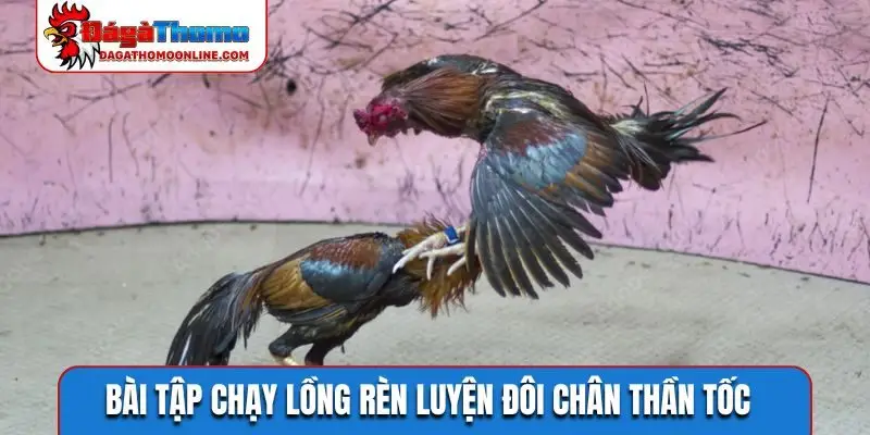 Bài tập chạy lồng rèn luyện đôi chân thần tốc