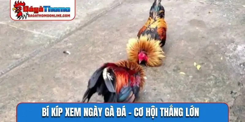 Bí kíp xem ngày gà đá