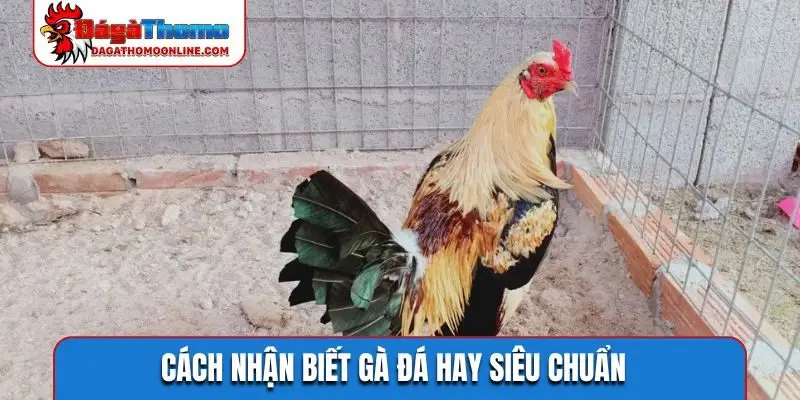 Cách nhận biết gà đá hay siêu chuẩn