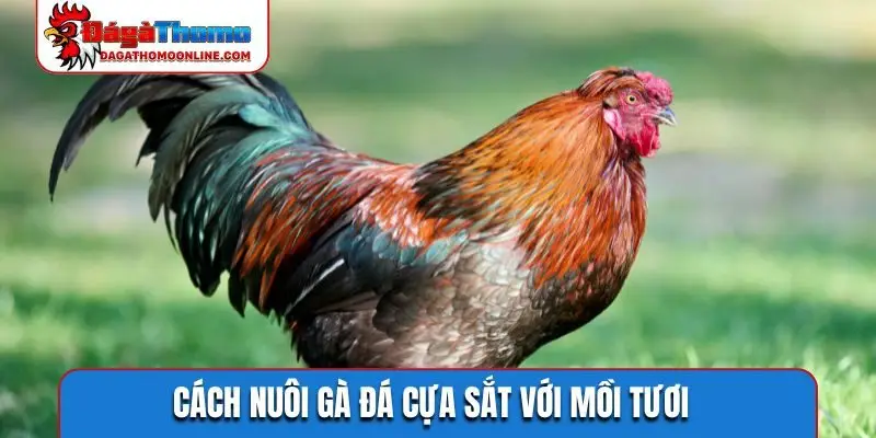 Cách nuôi gà đá cựa sắt với mồi tươi