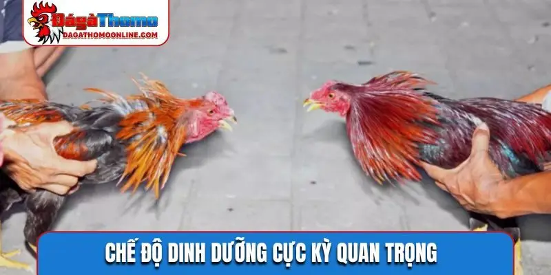 Chế độ dinh dưỡng cực kỳ quan trọng