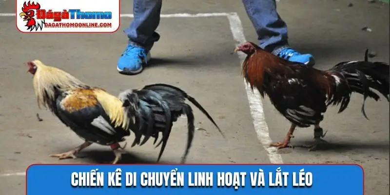 Chiến kê di chuyển linh hoạt và lắt léo