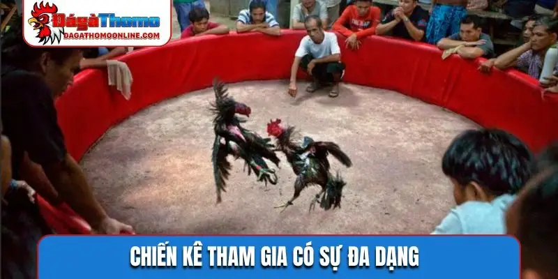 Chiến kê tham gia có sự đa dạng