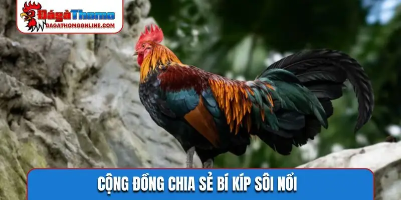 Cộng đồng chia sẻ bí kíp sôi nổi