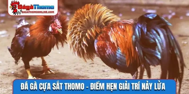 Đá gà cựa sắt Thomo
