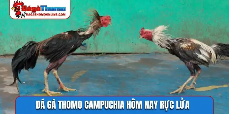Đá gà Thomo Campuchia hôm nay rực lửa