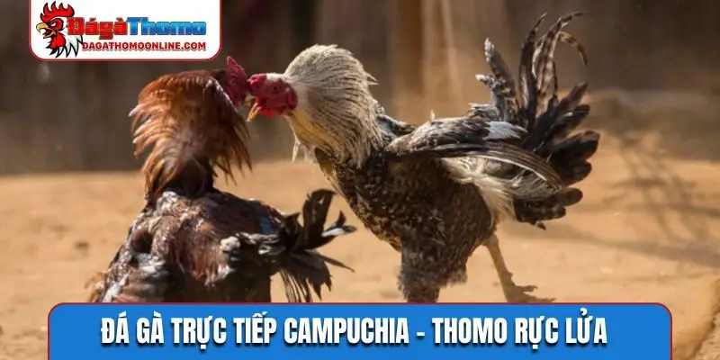 Đá gà trực tiếp Campuchia