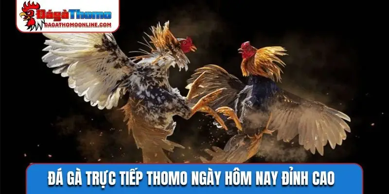 Đá gà trực tiếp Thomo ngày hôm nay