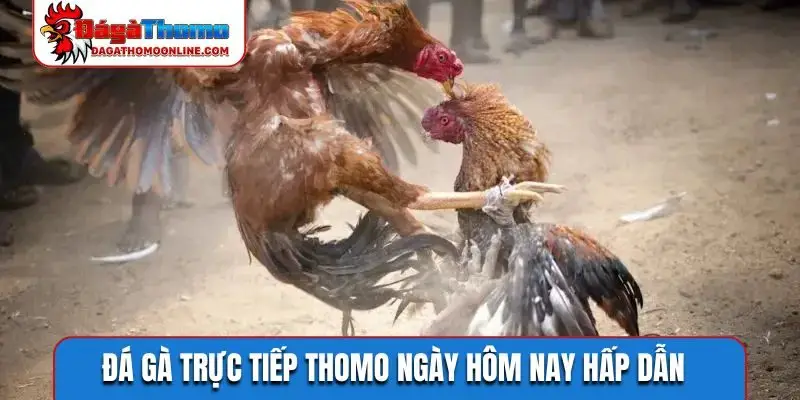 Đá gà trực tiếp Thomo ngày hôm nay hấp dẫn