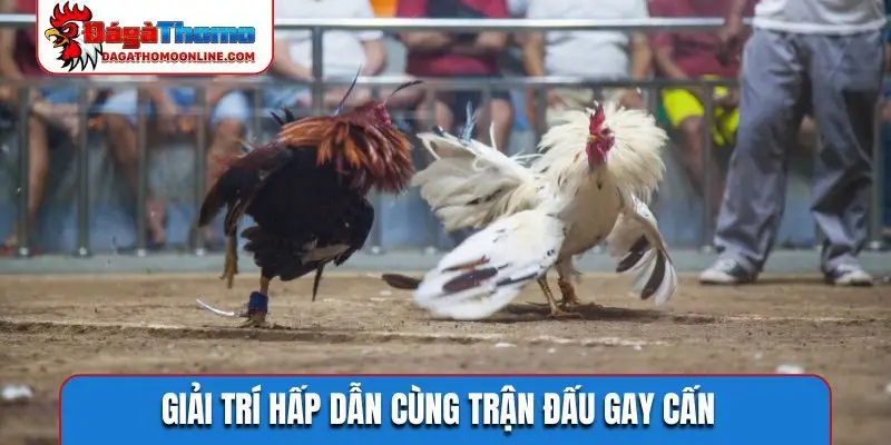 Giải trí hấp dẫn cùng trận đấu gay cấn