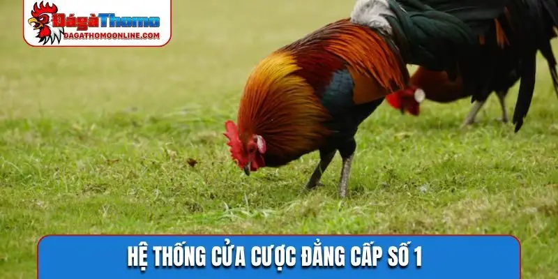 Góc quay siêu nét của đá gà 888