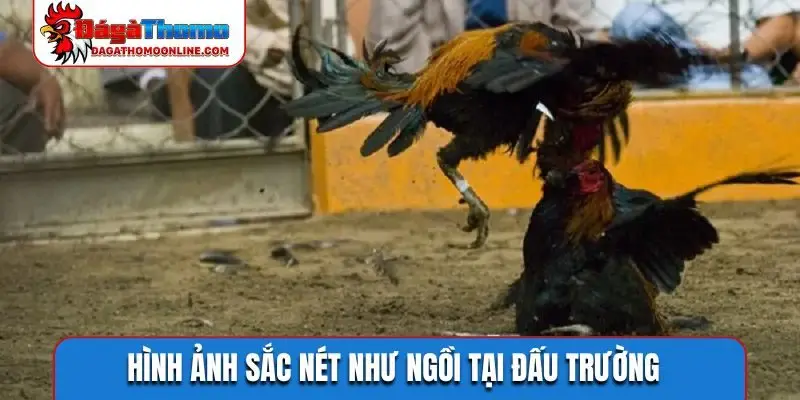 Hình ảnh sắc nét như ngồi tại đấu trường