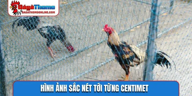 Hình ảnh sắc nét tới từng centimet