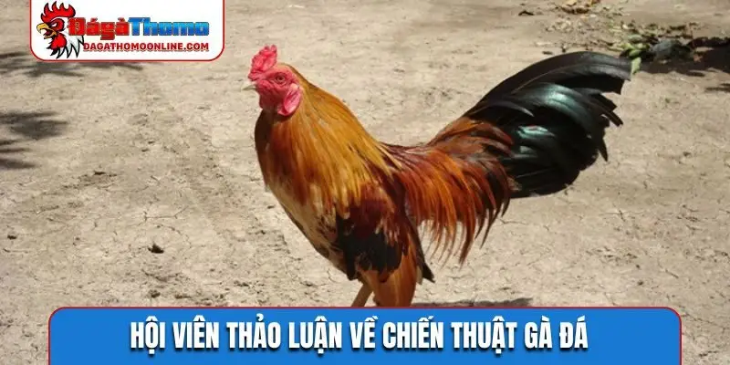 Hội viên thảo luận về chiến thuật gà đá