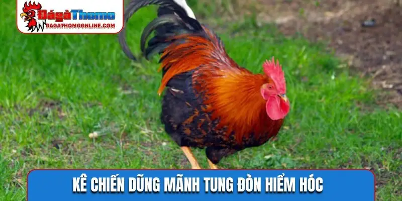 Kê chiến dũng mãnh tung đòn hiểm hóc