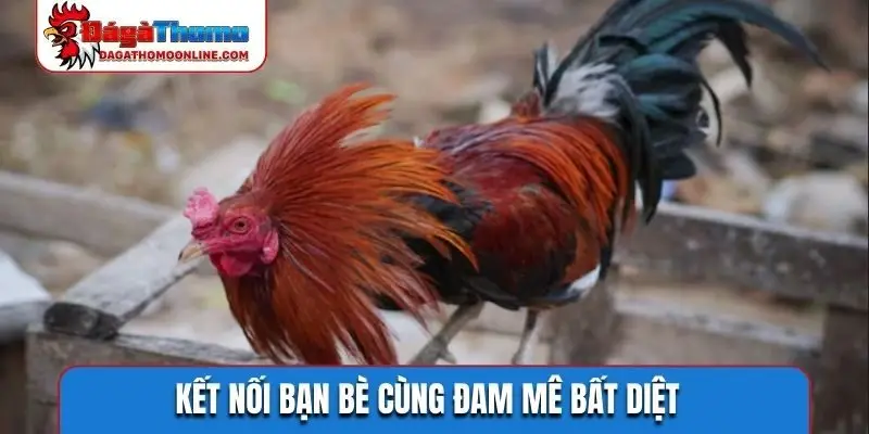 Kết nối bạn bè cùng đam mê bất diệt