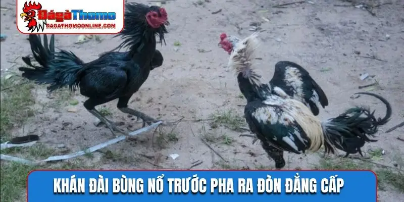 Khán đài bùng nổ trước pha ra đòn đẳng cấp