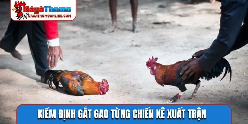 Kiểm định gắt gao từng chiến kê xuất trận