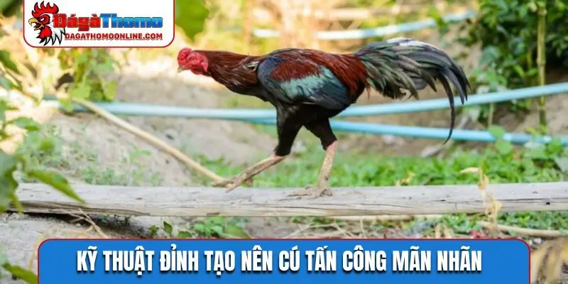 Kỹ thuật đỉnh tạo nên cú tấn công mãn nhãn