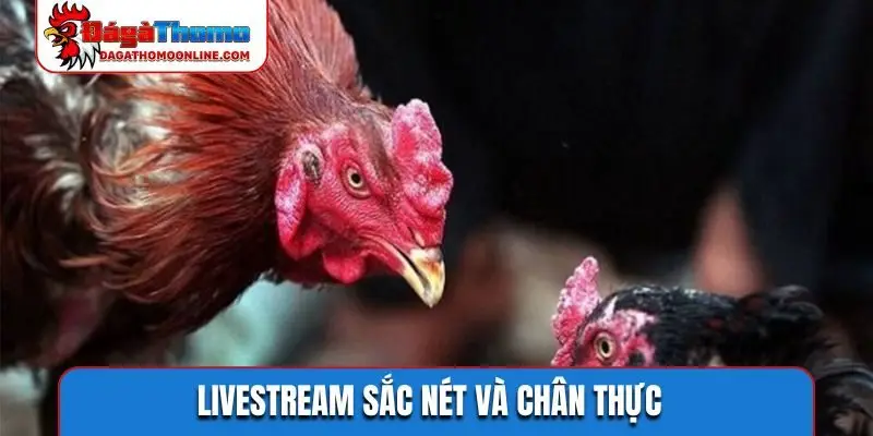 Livestream sắc nét và chân thực