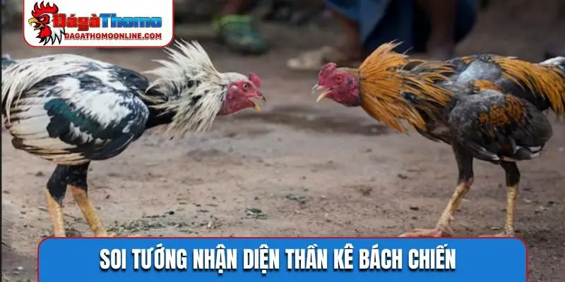 Soi tướng nhận diện thần kê bách chiến