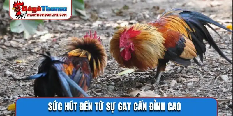 Sức hút đến từ sự gay cấn đỉnh cao