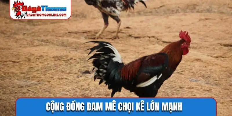 Tầm nhìn của trang web uy tín