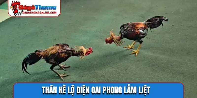 Thần kê lộ diện oai phong lẫm liệt