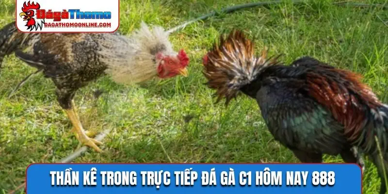 Thần kê trong trực tiếp đá gà C1 hôm nay 888