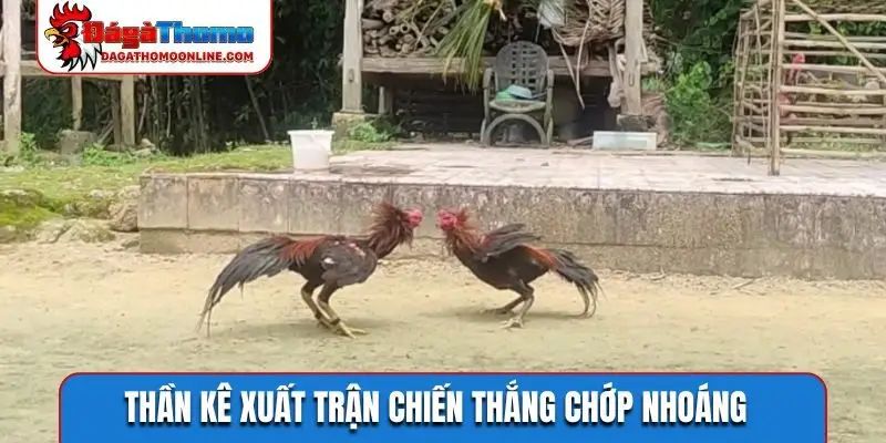 Thần kê xuất trận chiến thắng chớp nhoáng