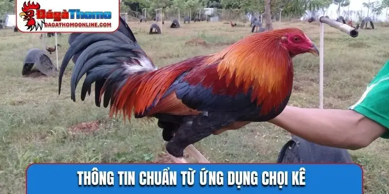 Thông tin chuẩn từ ứng dụng chọi kê
