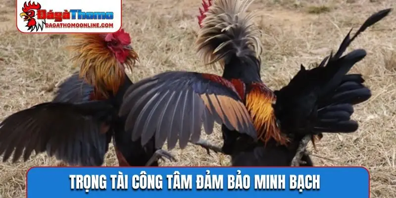 Trọng tài công tâm đảm bảo minh bạch