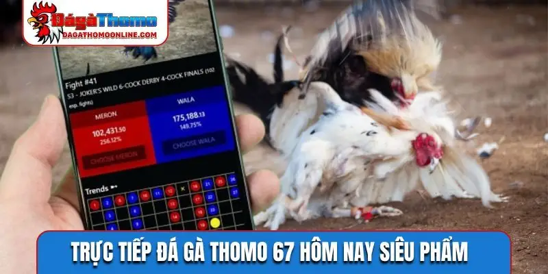 Trực tiếp đá gà Thomo 67 hôm nay