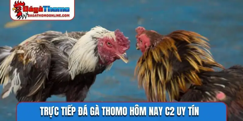 Trực tiếp đá gà Thomo hôm nay C2