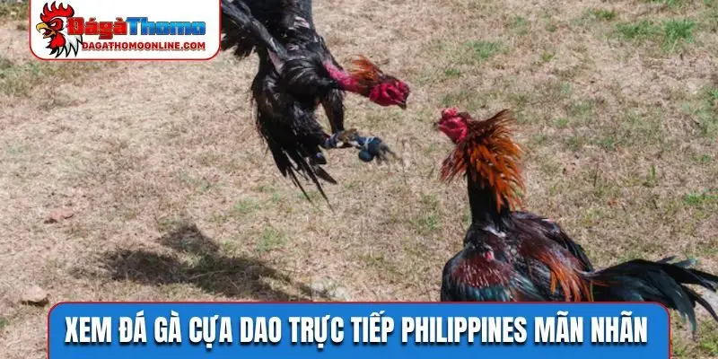 Xem đá gà cựa dao trực tiếp Philippines mãn nhãn