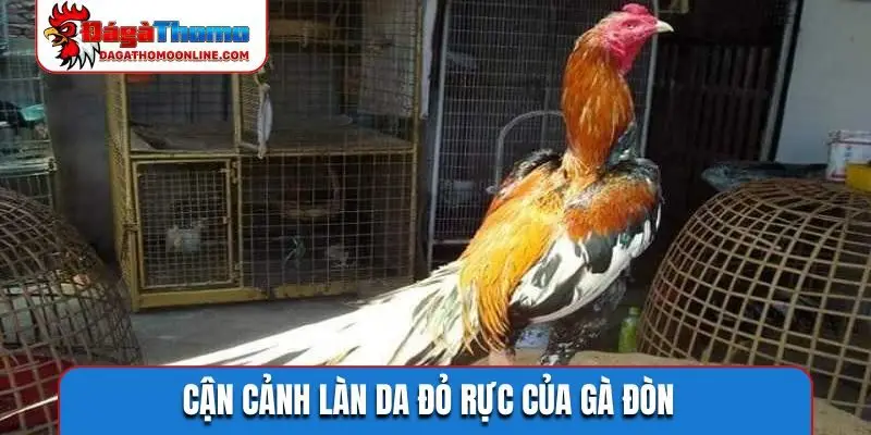 Cận cảnh làn da đỏ rực của gà đòn