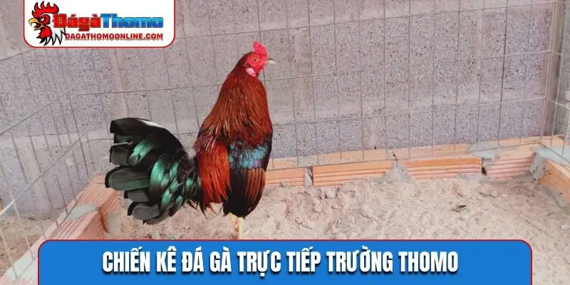 Chiến kê đá gà trực tiếp trường Thomo