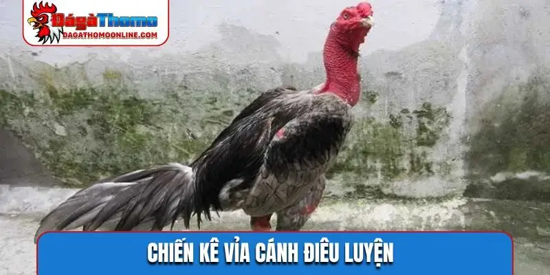 Chiến kê vỉa cánh điêu luyện