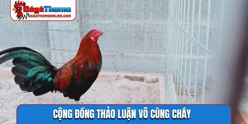 Cộng đồng thảo luận vô cùng cháy