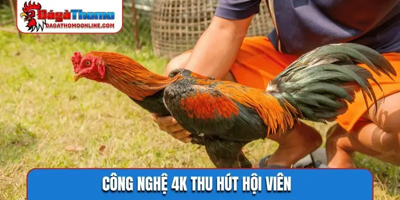 Công nghệ 4K thu hút hội viên