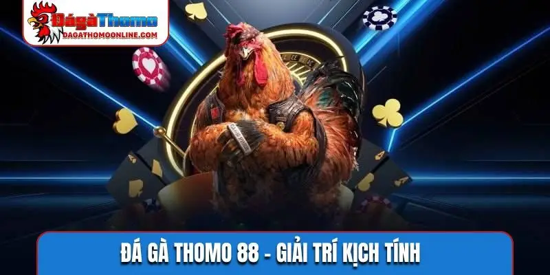 Đá gà Thomo 88