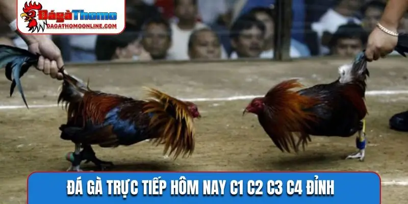 Đá gà trực tiếp hôm nay C1 C2 C3 C4 đỉnh