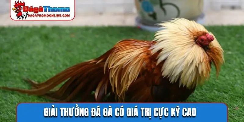 Giải thưởng đá gà có giá trị cực kỳ cao
