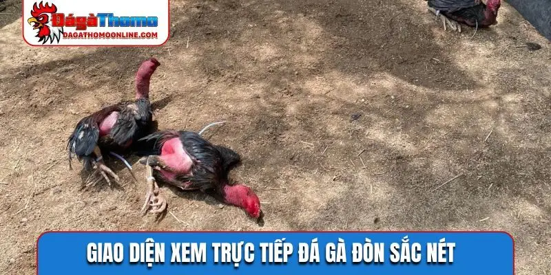 Giao diện xem trực tiếp đá gà đòn sắc nét