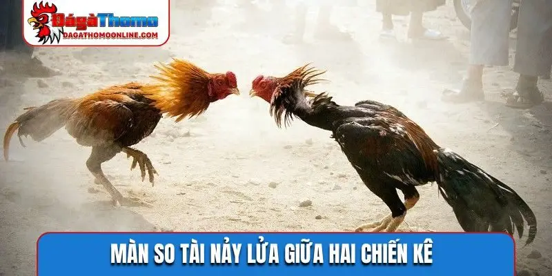 Màn so tài nảy lửa giữa hai chiến kê