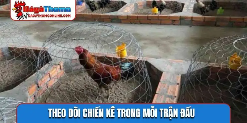 Theo dõi chiến kê trong mỗi trận đấu