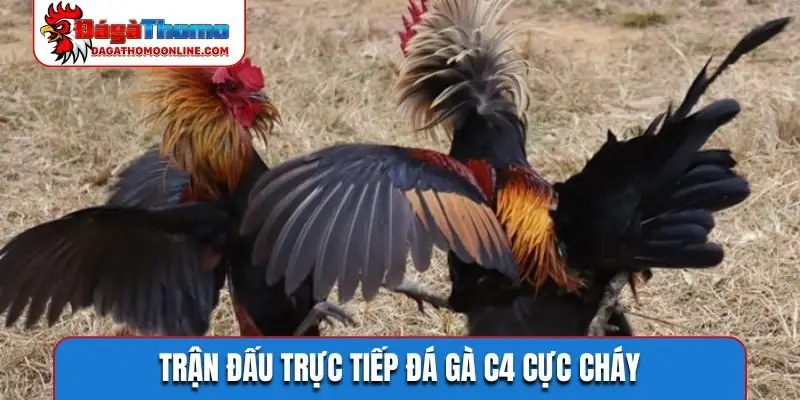 Trận đấu trực tiếp đá gà C4 cực cháy