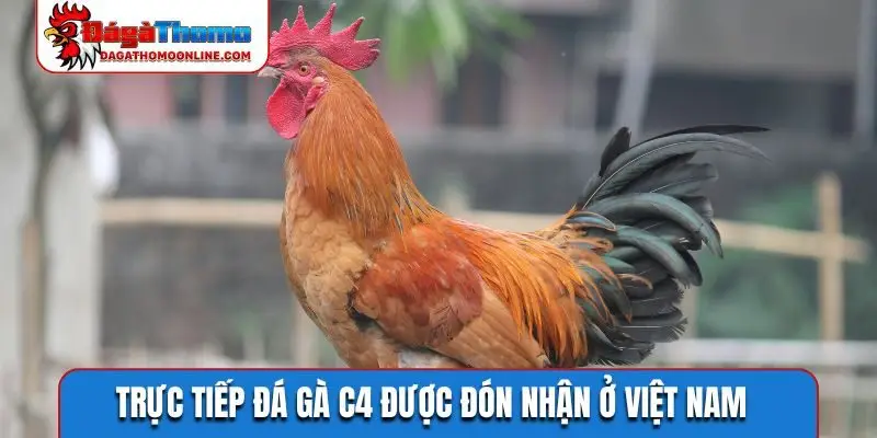Trực tiếp đá gà C4 được đón nhận ở Việt Nam