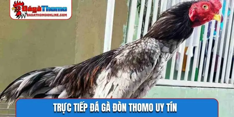 Trực tiếp đá gà đòn Thomo uy tín